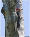 _1SB8635 pileated woodpecker